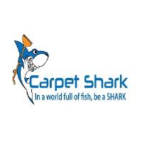 Carpet Shark image 1